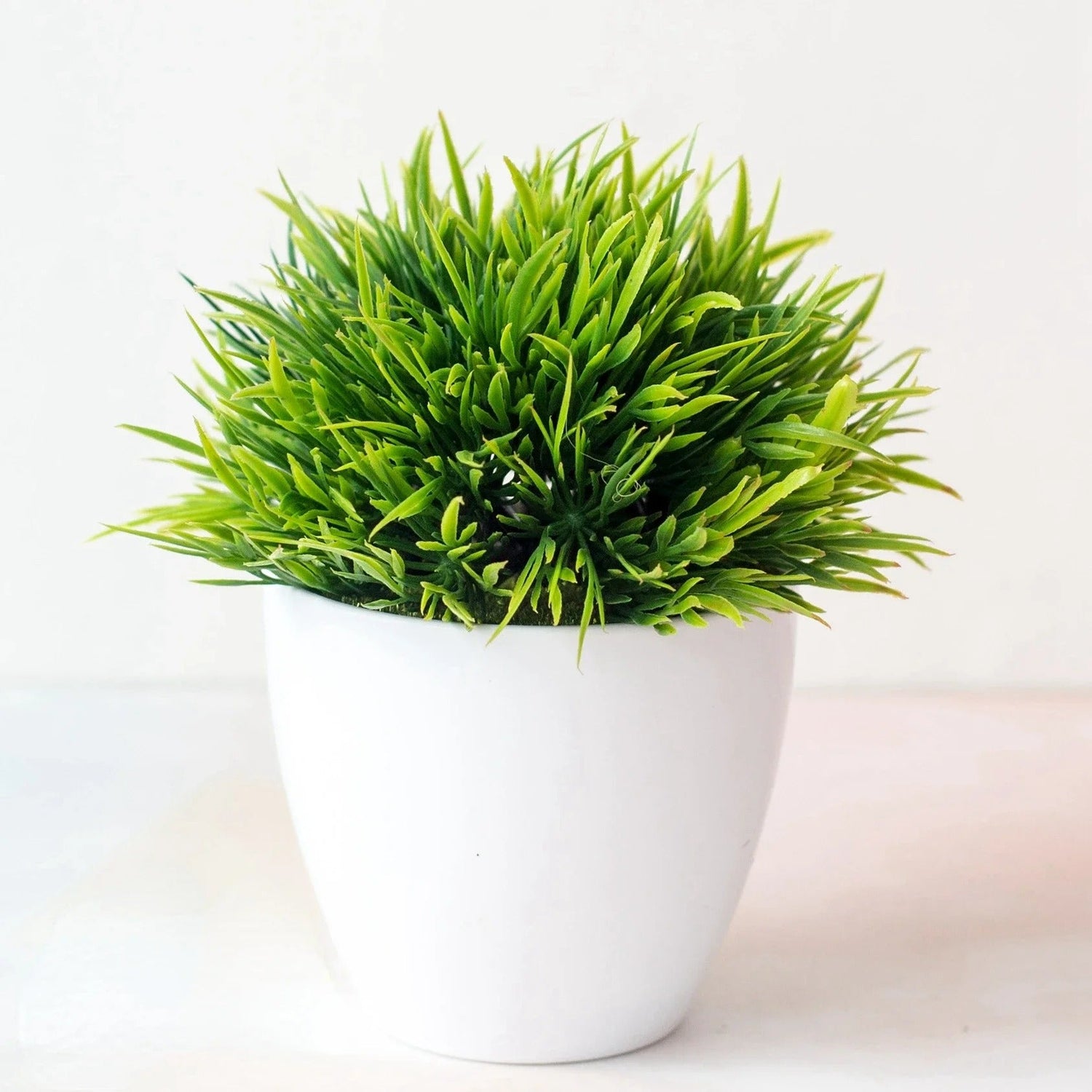 Desk Plants